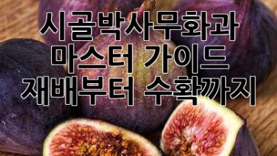 👨‍🌾 시골박사무화과 마스터 가이드: 재배부터 수확까지! 💯